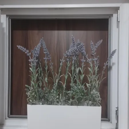 Vivo Apartment *